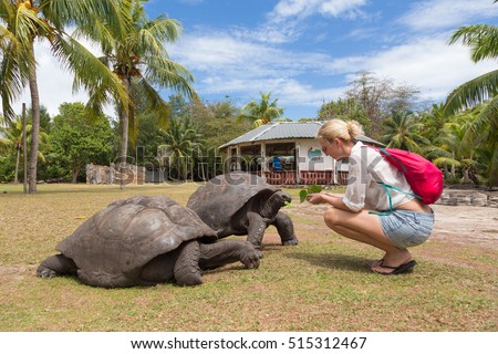 Female tourist woman feeding and admiring big old Aldabra giant tortoises, Aldabrachelys gigantea, in National Marine Park on Curieuse island, close to Praslin on Seychelles. Royalty-Free Stock Photo #515312467
