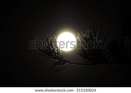 Closeup moon with branch of pine. Silhouette and nature background.