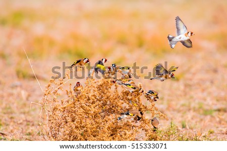 Goldfinch European Goldfinch / Carduelis carduelis