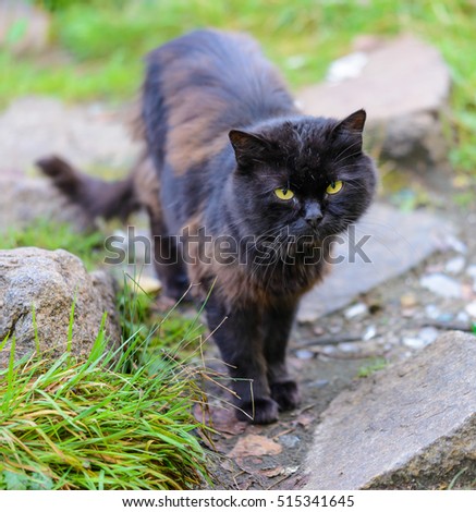 Black stray cat walking