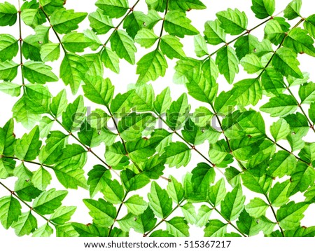 green leave texture natural background