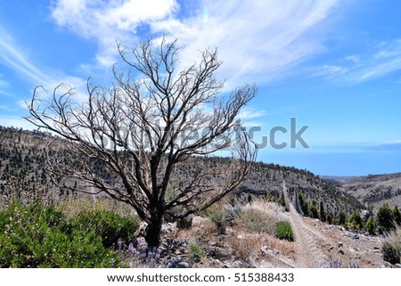 Desert valley at foot of the volcano Teide on Tenerife Canary Islands Spain