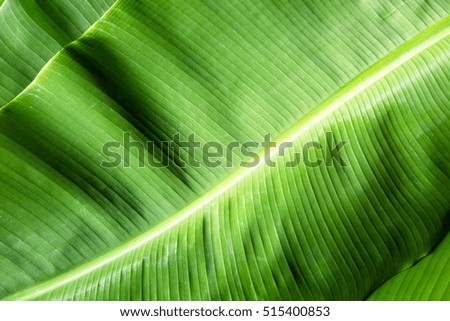 Green banana leaf background,Tropical  leaf