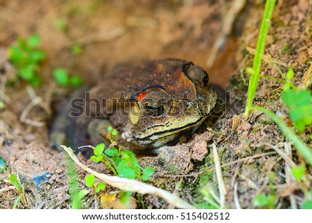 Toad hibernate. in asian tropical  Thailand.