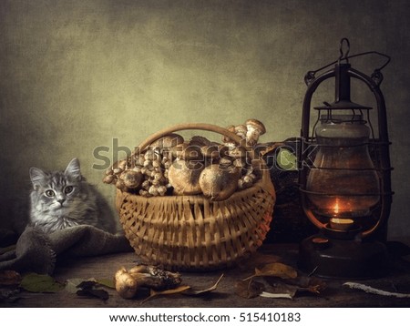 Cat and mushrooms
