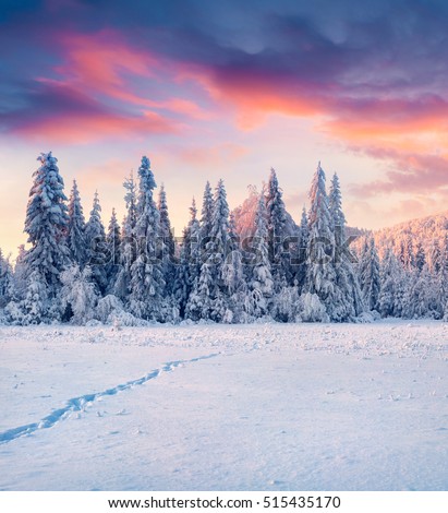 Breathtaking winter sunrise in Carpathian mountains with snow covered fir trees. Colorful outdoor scene, Happy New Year celebration concept. Artistic style post processed photo.