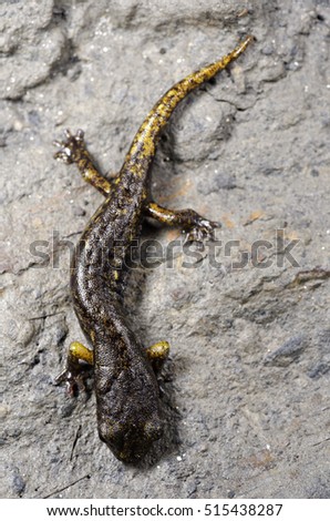 Strinatii's cave salamander (Speleomantes strinatii) young walking inside a cave. Liguria. Italy