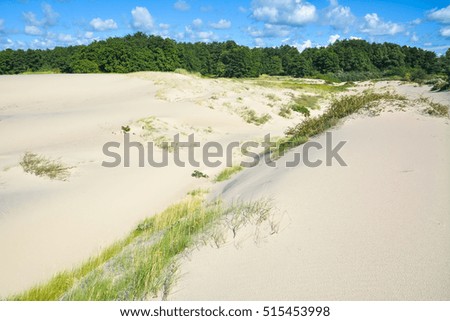 Sand dunes and forest in the background.