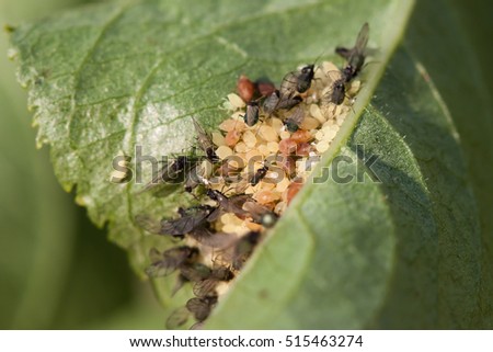 Aphids feeding on a leaf.