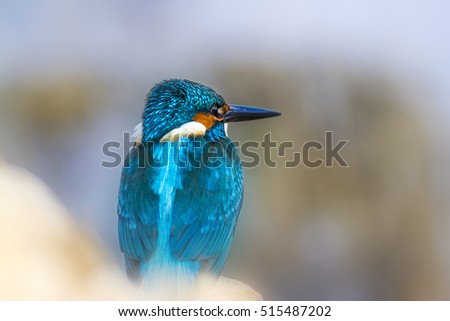 Colorful bird Kingfisher. Nature background. Bird: Common Kingfisher. Alcedo atthis.