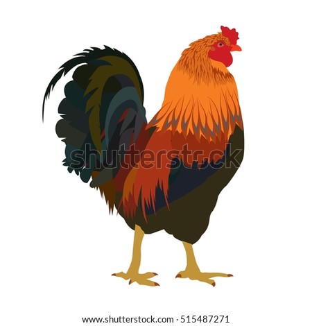 Multicolor rooster on white background. Vector cartoon illustration.