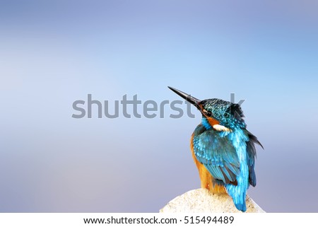 Colorful bird Kingfisher. Isolated bird. Blue background. High detail and resolution. Bird: Common Kingfisher. Alcedo atthis. 