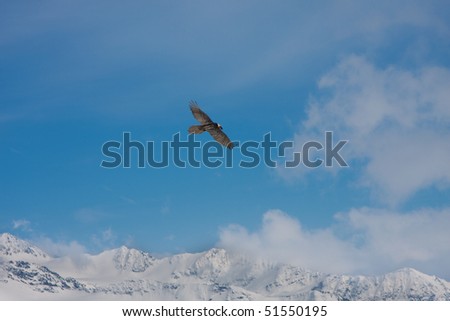 Aquila high altitude in the Italian Alps