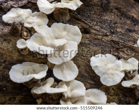 White variant Stereum hirsutum