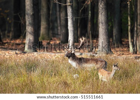 Male deer close to a female in high grass