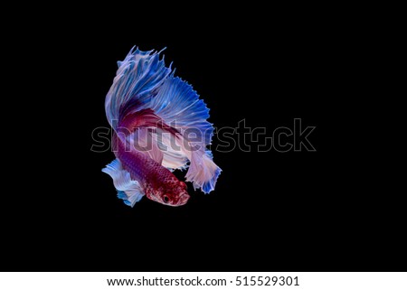 Capture the moving moment of big ear siamese fighting fish isolated on black background
