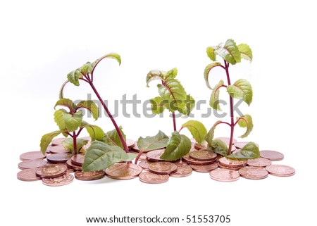 Four small Fuchsia plants are growing from a ground made of copper coins.  A metaphor for financial growth?
