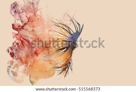 Siamese fighting fish and color ink drop as background,like the fish from heaven.