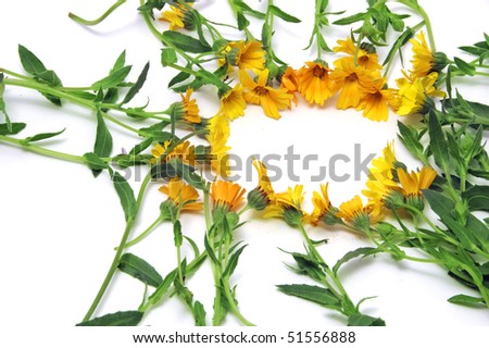 frame made with yellow flowers on a white background