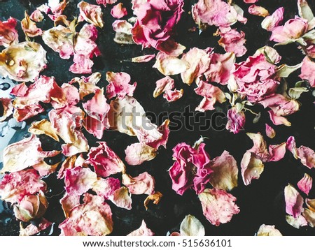 petals of roses, selective focus and toned image