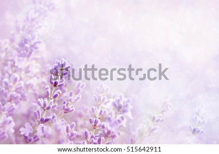 Summer blossoming lavender background, selective focus, shallow DOF, toned, light and heart bokeh background, pastel and soft card