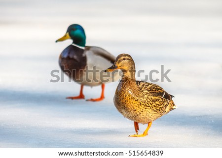 ducks passing through the ice, the sun enlightened female, male in the background blurred in the shade