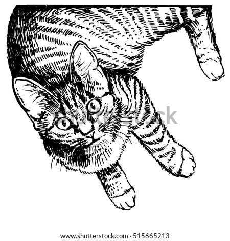 Hand drawing cat. Sketch kitten, kitty. Top view