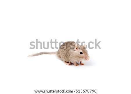 gray mouse gerbil on a white background