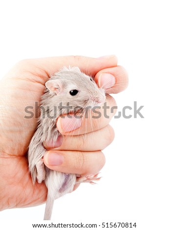 little gray mouse in a man's hand (Meriones unguiculatus)