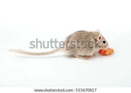 gray mouse gerbil eats a carrot (Meriones unguiculatus)