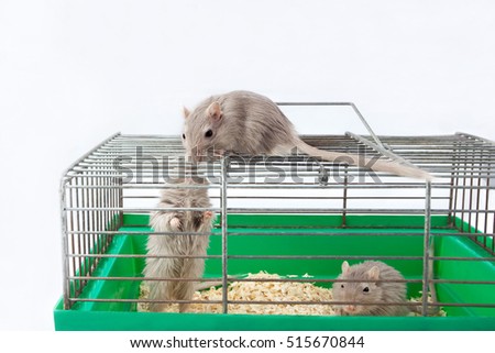 three gray mouse gerbil and cell cage