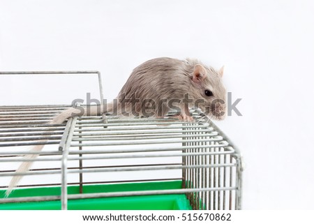 gray mouse gerbil and cell cage