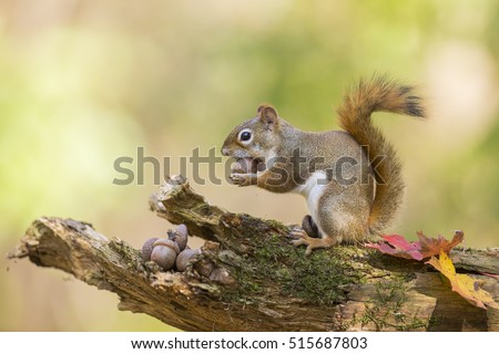 Cute American red squirrel in autumn golden light eating acorn