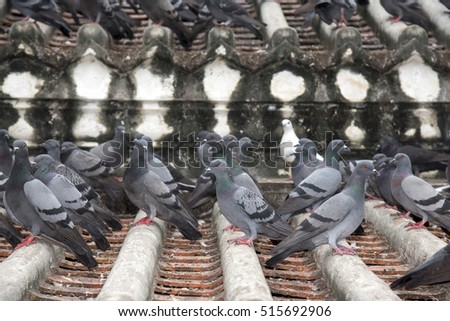 pigeon bird on roof
