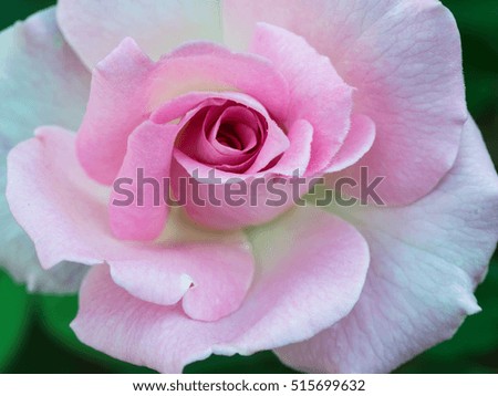 Pink Rose on The Ground