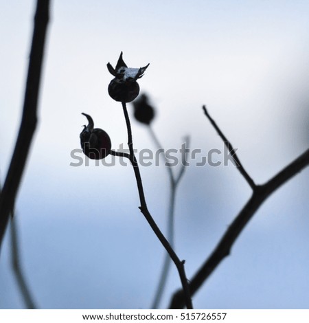 Silhouette of brier rose branch. Rose hips in winter