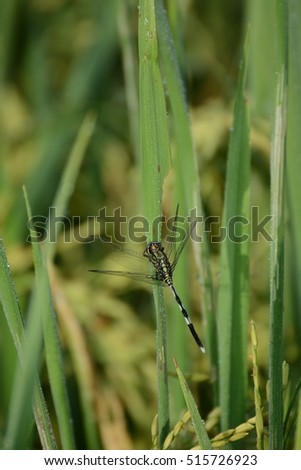 green Dragonfly on field