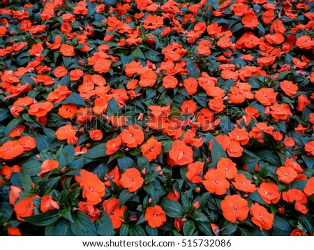 Large bunch of red pansy flowers creating a carpet of red and green.