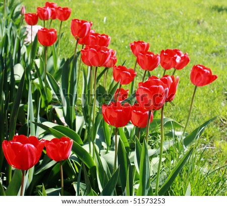 meadow with red tulips