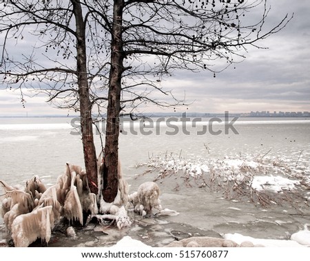 Trees in a frozen lake in Bourgas, Bulgaria.