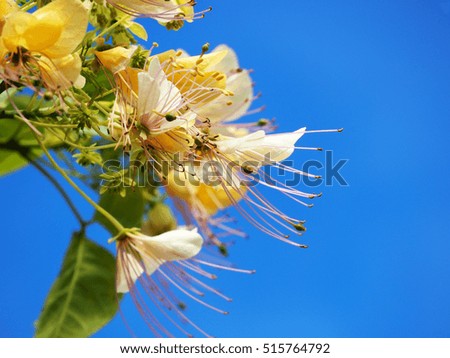 Little white flower with blue sky background
