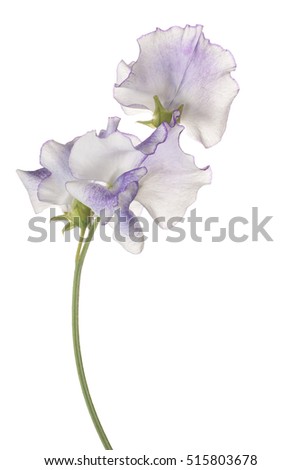 Studio Shot of Blue Colored Sweet Pea Flowers Isolated on White Background. Large Depth of Field (DOF). Macro.