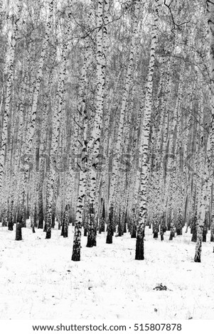 Birch forest winter landscape, black and white photo