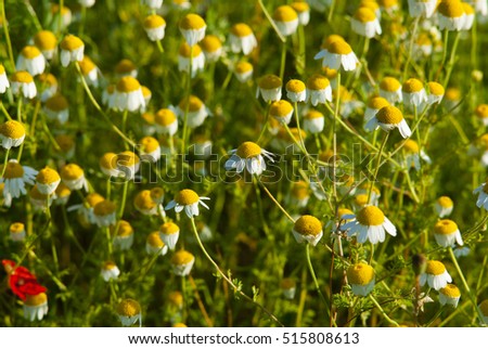 chamomile field at early morning