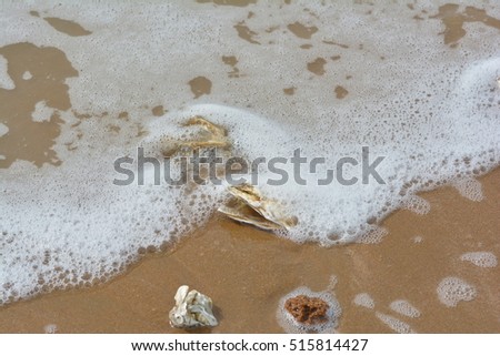 little shells on the beach
