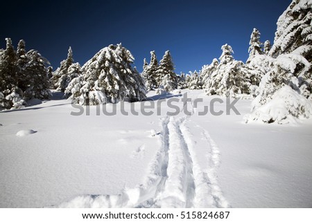 Beautiful winter landscape with snowy fir trees and hoarfrost - Christmas background