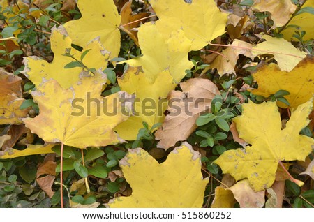 Background from the yellow fallen  leaves in the fall