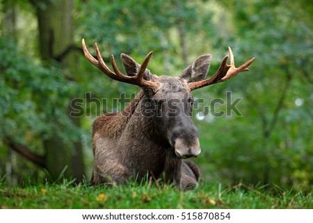 Wildlife scene from Sweden. Moose lying in grass under trees. Alces alces in the dark forest during rainy day. Beautiful animal in the nature habitat. Royalty-Free Stock Photo #515870854