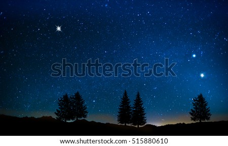 Trees under the stars