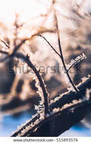 Beautiful tree branches in  hoarfrost in the winter on a blurred background sun